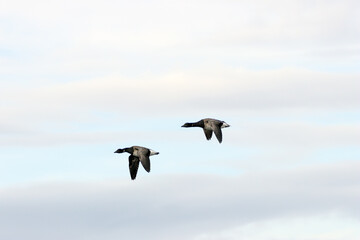 Obraz premium Two Brent Geese in Flight