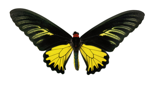Golden Birdwing Butterfly with Black and Yellow Wings