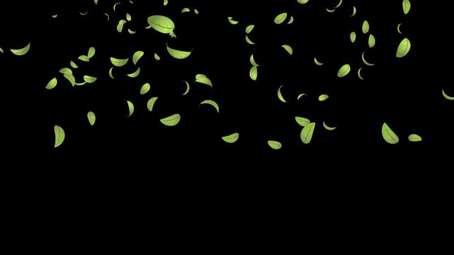 Green leaves flying animation. Realistic green leaf fall animation. Autumn spring season leaves fall background. Natural leaves animation background. Transparent background with alpha channel