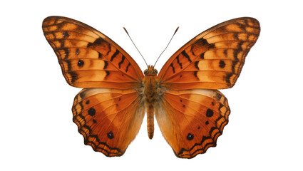 Orange butterfly with black spots and patterns on wings © Lukas