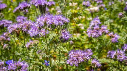 Fototapeta premium Purple flowers bloom in a garden with a bee collecting nectar during the day