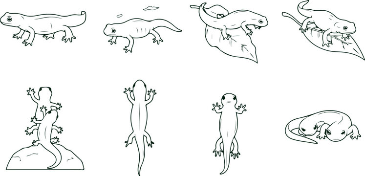 Set of salamanders and newts in various poses, small amphibians with smooth skin, detailed illustrations of aquatic creatures for nature and science themes.