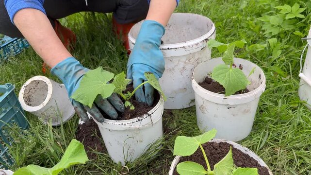 Backyard farming. Close-up of hands in blue gloves transplanting cucumber seedlings into white plastic buckets with soil. Spring gardening process, planting organic vegetables outdoors on green grass.