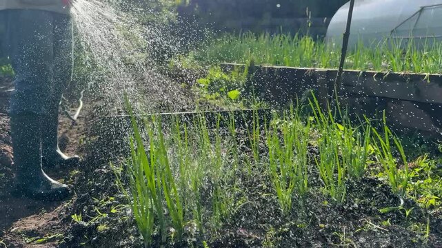 Farmer in rubber boots watering a garden bed with fertile soil using a garden hose with a spray nozzle. Back view of a person working in the backyard garden with a greenhouse and onion beds. 