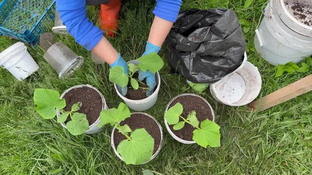 Top view of a person in rubber gloves transplanting young cucumber seedlings into large white buckets on green grass. Spring gardening, organic farming, and homegrown vegetables concept.
