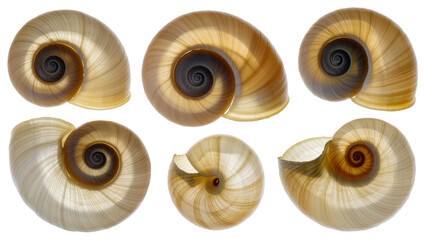 Six spiral snail shells with translucent beige and brown whorls © Emma