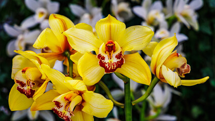 Bright yellow orchids bloom in a garden filled with white flowers on a sunny day in spring © Fleuronica