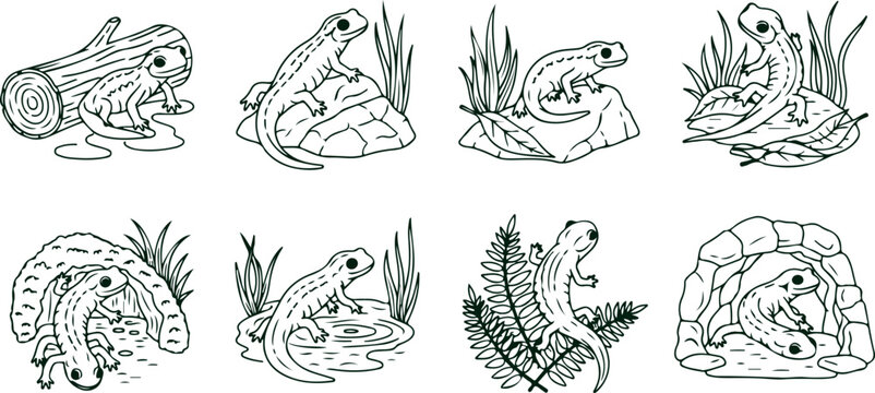 Collection of salamanders in natural habitats like logs rocks and foliage illustrating diverse amphibian environments and behaviors.