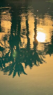 Dreamy reflection of palm trees as the sun sets, casting a warm golden hue, vertical video