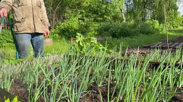 A farmer watering a garden bed with green onions using a garden hose. Landscape view, plant care, irrigation, and growing organic vegetables on a sunny day.