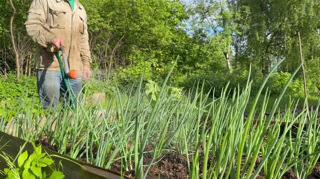 A farmer watering a garden bed with green onions using a garden hose. Landscape view, plant care, irrigation, and growing organic vegetables on a sunny day.