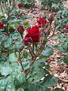 boutons de roses et roses rouges