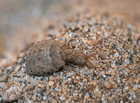 Die detailreiche Nahaufnahme zeigt einen Ameisenl&ouml;wen (Myrmeleontidae) auf sandigem Untergrund. Ameisenl&ouml;wen sind das Larvenstadium der Ameisenjungfern.
