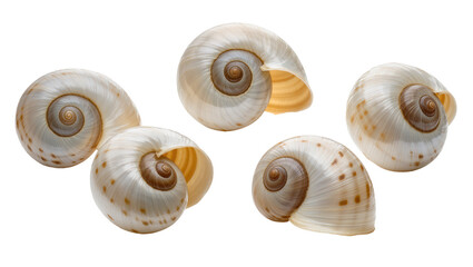 Collection of five spiral snail shells with brown spots © Lukas