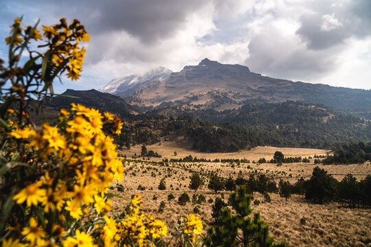 Scenic view of Popocat&eacute;petl volcano with yellow wildflowers in foreground under cloudy sky in Mexico during daytime