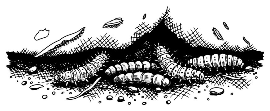 Caterpillars and larvae crawling on soil nature and garden insects hand drawn engraving style