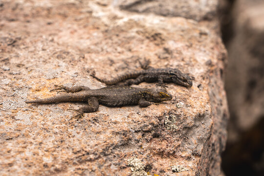 Lizards basking on rocky terrain at Popocat&eacute;petl Mexico during daytime in a natural landscape setting