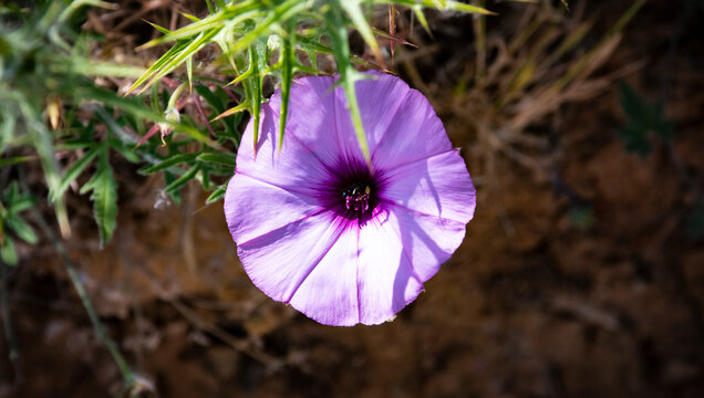 Convolvulus especies reciben en general el nombre com&uacute;n de campanilla, correhuela o correg&uuml;ela, pero, en Cuba, a las que florecen por Navidad se las denomina aguinaldo&hellip;