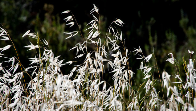 Avena salvaje com&uacute;n (Avena fatua) es una especie de planta faner&oacute;gama de la familia de las po&aacute;ceas.