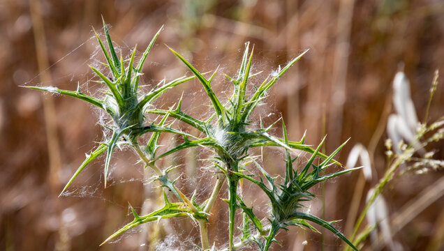 Cardo de burro (Carduus crispus) es una especie de cardo de la familia Asteraceae.