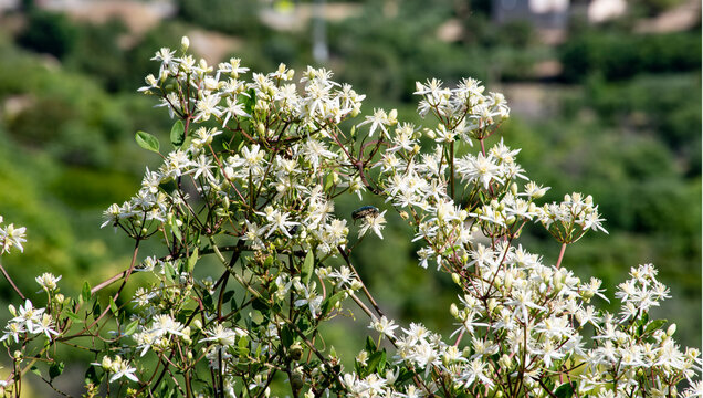 Clematis flammula es una liana de regiones templadas. Se extiende por toda la cuenca mediterr&aacute;nea, las Azores, Asia occidental y en la pen&iacute;nsula ib&eacute;rica.