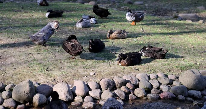 Wild ducks of brown and gray color, river ducks sit in a dirt glade in the middle of a bird aviary during the warm summer period.