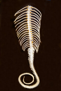 The posterior end of the vertebral column of a python on a dark background. Wildlife, mammals, predators.