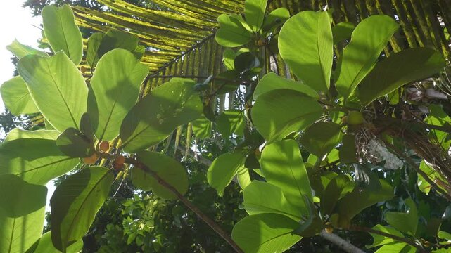 Monkey jack fruits growing on tropical evergreen tree