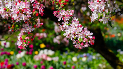 Fototapeta premium Flowers bloom in springtime garden full of colors and life with cherry blossoms on display
