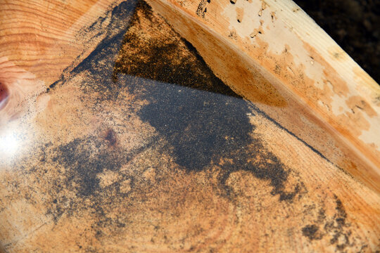 Gold pan with heavy metal fraction and grains of gold. Leontievsky stream goldfield, placer.  Siberia. Republic of Khakassia. Russia