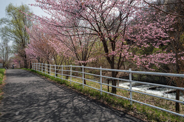 Fototapeta premium Scenic spring view of a pedestrian pathway lined with blooming pink sakura cherry blossoms along the Toyohira River in Makomanai, Hokkaido, Japan