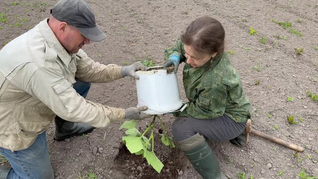 High angle shot of a farmer couple gently removing a pumpkin seedling from a bucket and planting it into a hole. Teamwork in the garden.