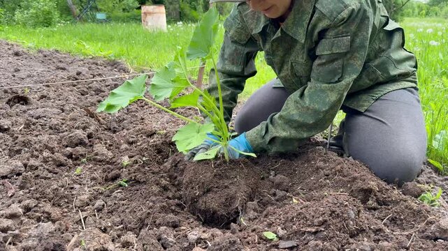A woman in gloves gently planting zucchini seedlings into the open ground in a garden bed. Process of planting crops and domestic gardening.