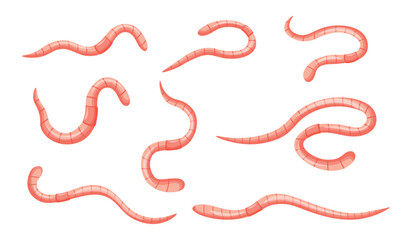 Set of cute pink earthworms in cartoon style. Vector illustration of earthworms twisted in different poses isolated on a white background. Invertebrates crawl in the soil. © MVshop
