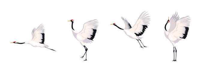 Naklejka premium Vector illustration of beautiful Japanese cranes isolated on a white background. Cartoon scene with Japanese cranes flying in a blue sky with clouds, standing on the ground in different poses.