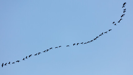 Obraz premium Flock of birds flying in V-formation against clear blue sky