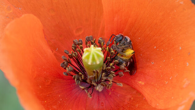 Bio Diversity - Lasioglossum sexnotatum - Macro of a very small Bee inside a Red Flower
