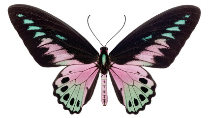 Ornithoptera priamus butterfly with black pink and green wings © Jonas