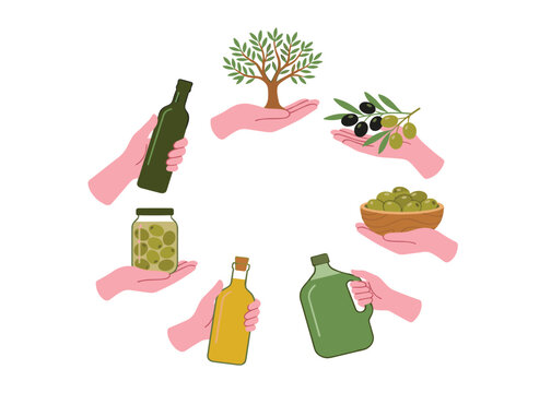 Olive oil production cycle vector element set. Human hands holding olive tree, branches, fruits, glass jars, oil bottles and bowls.