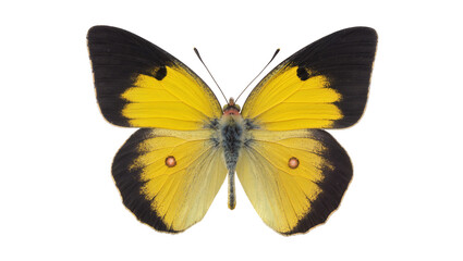 Yellow butterfly with black wing edges and orange spots © Jonas