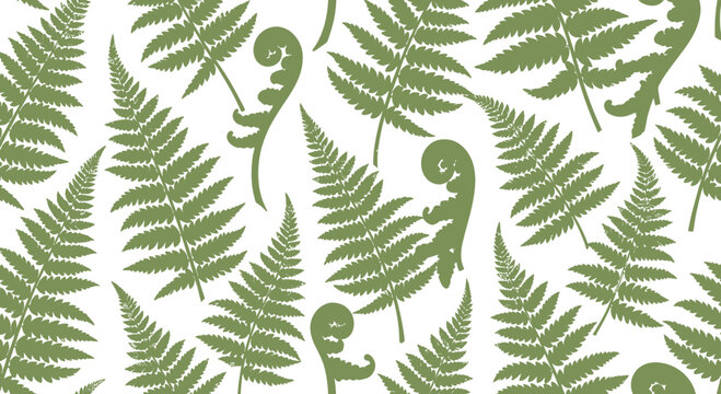 Seamless Pattern of Green Fern Fronds and Unfurling Fiddleheads on White Background