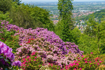 Obraz premium Colorful flowers bloom on a hillside overlooking a town in the valley during a sunny day in spring