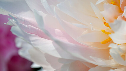 Obraz premium Close view of a flower with soft petals and bright center showing details of nature in vibrant colors