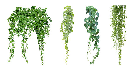 Set of green leaves from Javanese treebine or grape ivy (Cissus spp.), a jungle vine and hanging ivy plant bush foliage, isolated on a white background with a clipping path © Design Zone