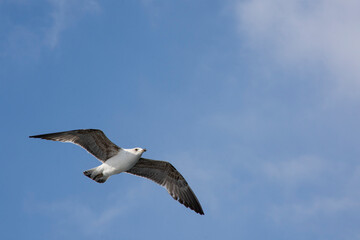 Obraz premium seagull in the sky