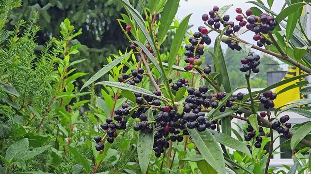 Dark elderberry fruit growing on a sambucus plant with water droplets on a rainy day