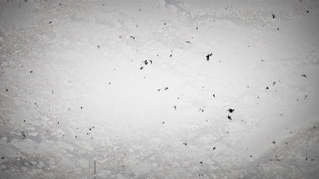 Black Scratches and roughness on white screen. Effect of old film noise. Stock video with retro nostalgic effect. 4K Video