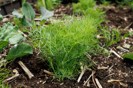 Fresh Green Dill Growing in Organic Vegetable Garden Bed