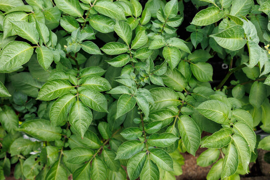 Healthy Potato Plants Growing in Compost Bags in Home Garden
