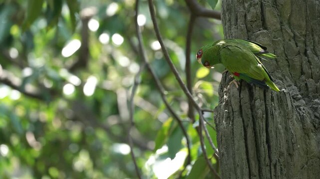 Amazona albifrons parrots perched vertically on a textured mossy tree trunk in the wild.